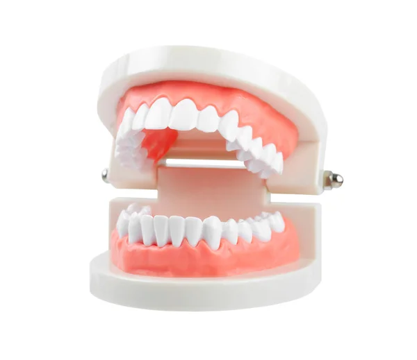 Модель Зубов Красной Резинкой Белом Фоне Сохранить Обрезки Пути Концепция — стоковое фото