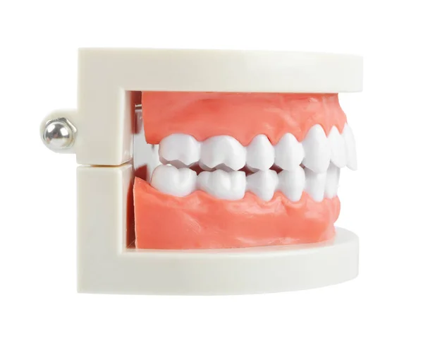 Teeth model with red gum on white background, Save clipping path. Oral cavity care concept