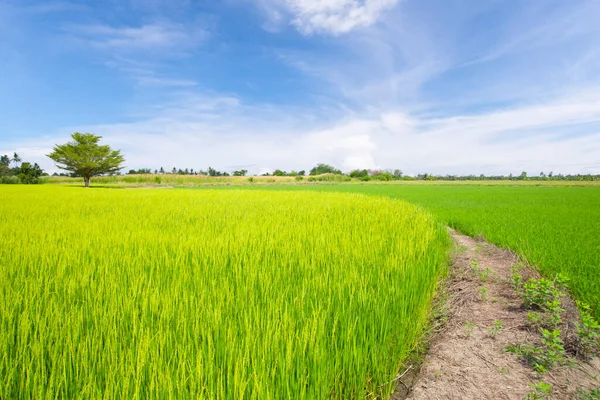 Grönt Ris Paddyfält Plantage Asien Mot Vacker Blå Himmel — Stockfoto