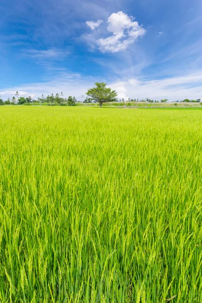 Zielony Ryż Pole Plantacji Ryżu Azji Przeciwko Pięknym Błękitnym Niebem — Zdjęcie stockowe