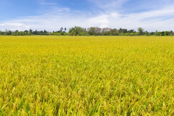 Ripe rice field plantation in Asia against a beautiful blue sky.