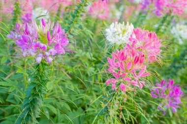 Cleome Hassleriana genellikle Örümcek Çiçeği, Örümcek Bitkisi, Pembe Kraliçe ya da Büyükbabanın Bıyıkları olarak bilinir..