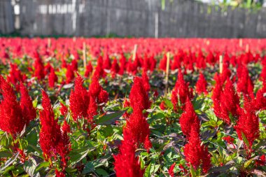 Yakın plan, sabah ışığı olan bir bahçede kırmızı horoz tarağı çiçeklerinin seçici odak noktası..