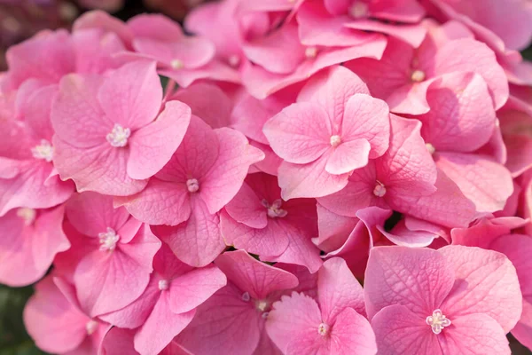 Mooie Roze Hortensia Bloem Achtergrond Natuurlijke Kleur — Stockfoto