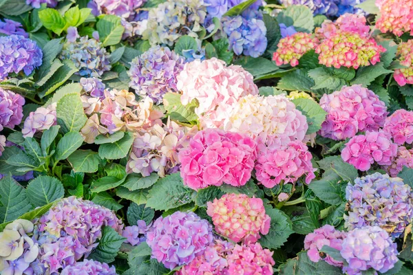Arka Planda Ortanca Çiçeği Var Süs Bahçesinde Çok Renkli Ortanca — Stok fotoğraf