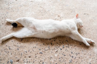 Sevimli beyaz kedi yerde uzanmış uyuyor..