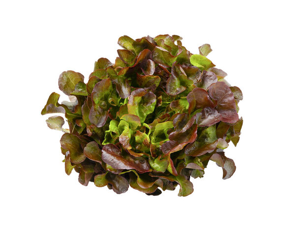 Freshness Red oak leaf lettuce  on white background.