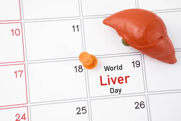 4月19日カレンダーと木製のプッシュピンで人間の肝臓 ワールド リバー デーのコンセプト — ストック写真