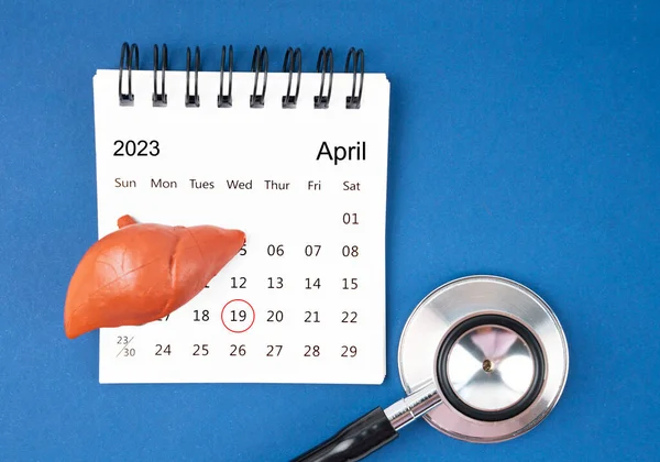 Abril Calendario Escritorio Hígado Humano Artificial Con Estetoscopio Médico Conceptos — Foto de Stock