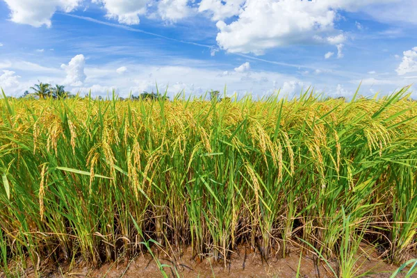 Rice Crop Soon Harvested Farmland Blue Sky Background — Stock Photo, Image