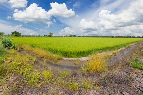Ris Gröda Snart Skördas Jordbruksmark Och Blå Himmel Bakgrund — Stockfoto