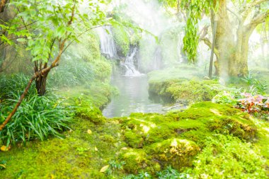 Güzel bahar yosunu ve eğreltiotu büyük ağaçların altında, Chiang Mai, Tayland