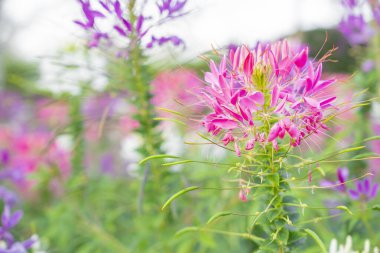 Cleome Hassleriana genellikle Örümcek Çiçeği, Örümcek Bitkisi, Pembe Kraliçe ya da Büyükbabanın Bıyıkları olarak bilinir..