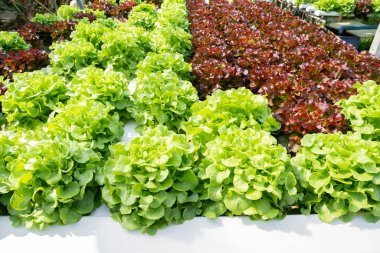 Hidrofonik teknoloji. Organik hidroponik sebze yetiştirme çiftliği