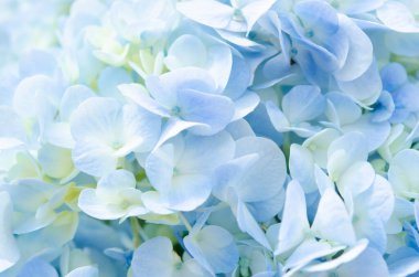 Soft Blue Hydrangea close-up texture. clipart