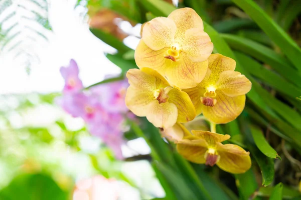 Phalaenopsis Orchidee Bloem Bokeh Groene Bladeren — Stockfoto