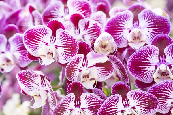 Phalaenopsis Orchidee Blume Garten — Stockfoto