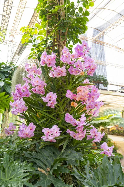 Pink Colour Phalaenopsis Orchid Big Tree Garden Thailand — Stock Photo, Image