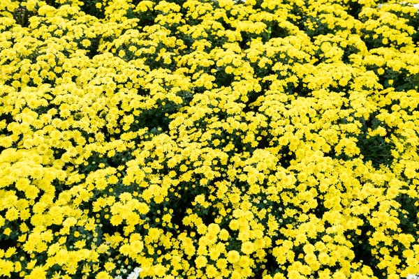 Вид Сверху Желтые Красивые Цветы Хризантемы — стоковое фото