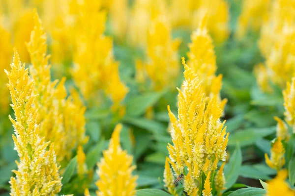 Όμορφη Κίτρινη Χτένα Στον Κήπο Λουλουδιών Στο Φόντο Φως Της — Φωτογραφία Αρχείου