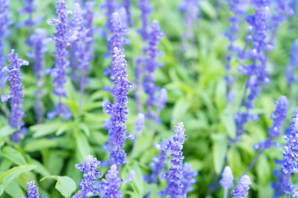 Closeup Μπλε Λουλούδια Φασκόμηλο Άνθιση Που Αναπτύσσεται Βοτανικό Κήπο — Φωτογραφία Αρχείου