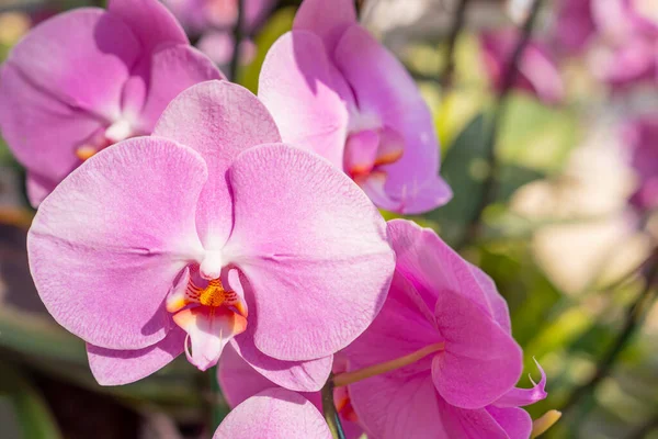 stock image Delicate pink orchid phalaenopsis in the green garden. Family of orchids in the jungle.