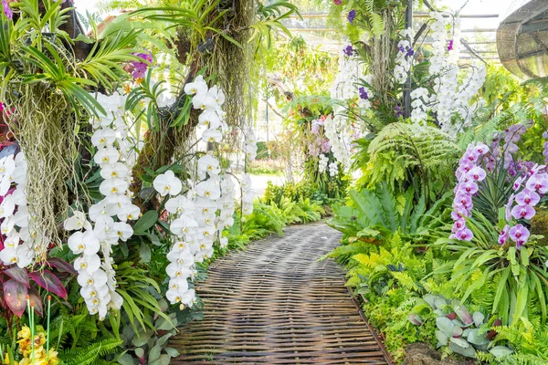 Walkway Colorful Orchids Garden — 图库照片