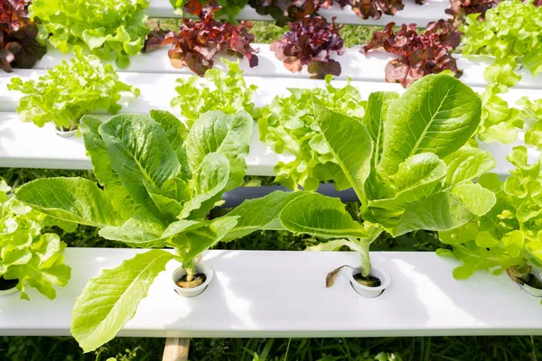 Hydroponic Technology Organic Hydroponic Vegetable Cultivation Farm — Stock Photo, Image
