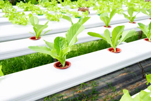 Vegetable Plastic Pipe Hydroponic Concept — Stock Photo, Image