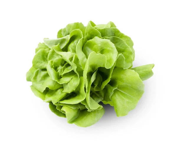 Fresh Organic Butterhead Lettuce Isolated White Background — Stock Photo, Image