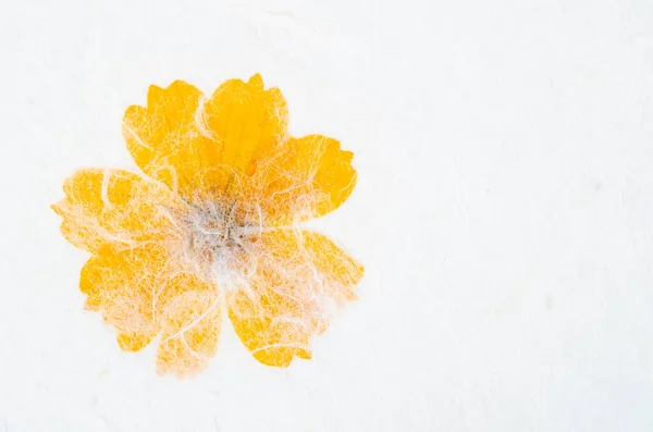 黄色の花と粗いマルチベリー手漉きの紙の質感 — ストック写真