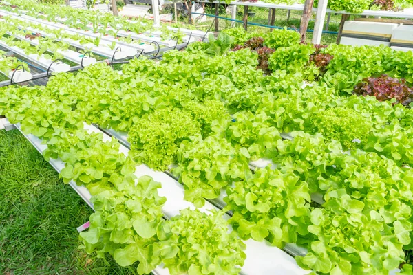 Cultivation Hydroponics Green Vegetable Farm — Stock Photo, Image