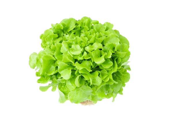 白色背景下分离的新鲜有机绿色莴苣 — 图库照片