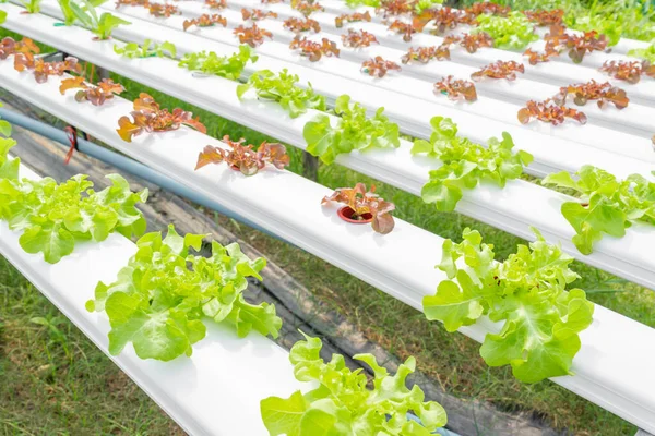 Green Lettuce Hydroponics Green Vegetable Farm — Stock Photo, Image