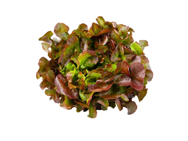 Red Oak Leaves Lettuce Salad Isolated White Background — Stock Photo, Image