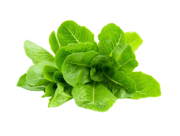 Friss Baba Cos Zöld Saláta Elszigetelt Fehér Background — Stock Fotó