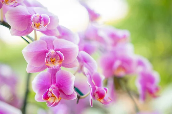 stock image Beautiful pink blooming orchid flowers in macro.