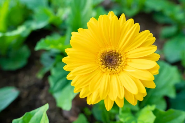 Krásná Žlutá Gerbera Sedmikráska Květina Beruškou Okvětních Lístcích — Stock fotografie