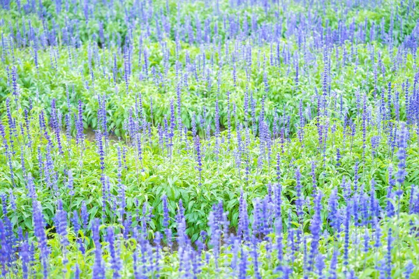 Fioletowe Kwiaty Salwi Ogrodzie — Zdjęcie stockowe