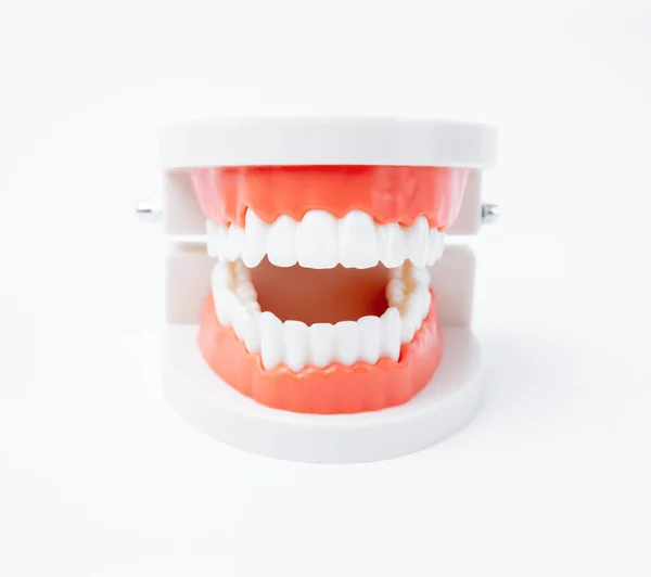 Modelo Mandíbula Humana Acrílica Para Estudar Higiene Oral Fundo Branco — Fotografia de Stock