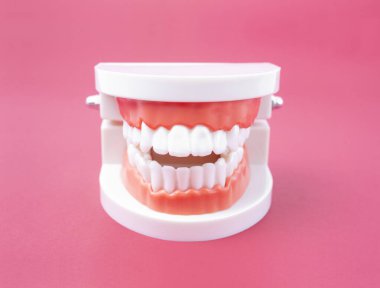 Pembe arka planda ağız temizliği eğitimi için akrilik insan çene modeli.