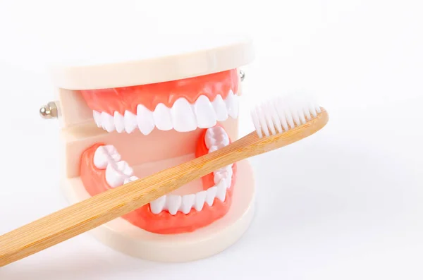 Model Dentures Drewniany Ząb Szczoteczki Białym Tle — Zdjęcie stockowe