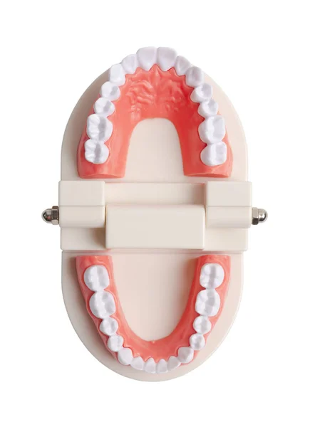 歯モデルは白い背景に隔離され クリッピングパスを保存します — ストック写真