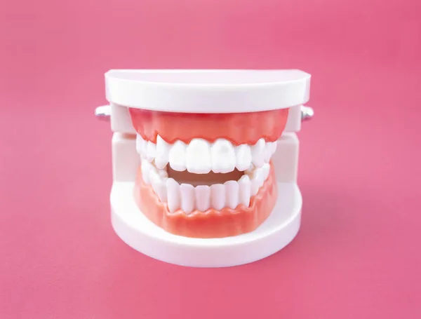 Modelo Mandíbula Humana Acrílica Para Estudar Higiene Oral Fundo Cor — Fotografia de Stock