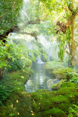 Güzel bahar yosunu ve eğreltiotu büyük ağaçların altında, Chiang Mai, Tayland