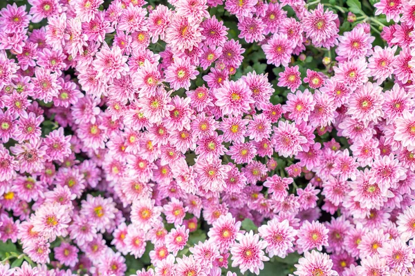 Σχέδιο Χρυσάνθεμο Στο Πάρκο Των Λουλουδιών Δέσμη Ροζ Χρυσάνθεμου Λουλουδιών — Φωτογραφία Αρχείου