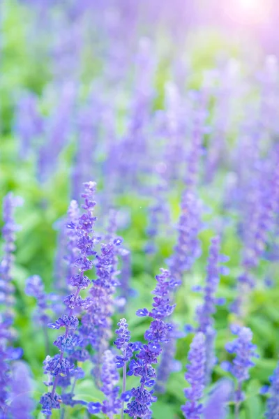 Primo Piano Fiori Salvia Blu Fiore Che Crescono Giardino Base — Foto Stock
