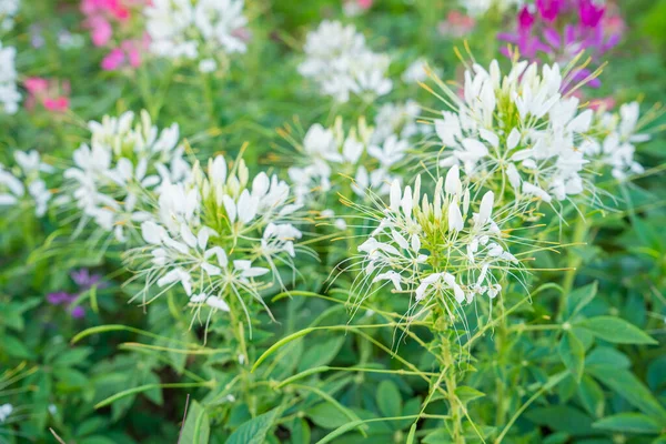 Cleome Hassleriana Branco Comumente Conhecido Como Flor Aranha Planta Aranha — Fotografia de Stock