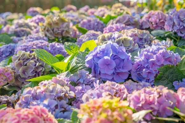 Güzel Ortanca Çiçekleri Lkbaharda Yazın Bahçede Açar — Stok fotoğraf