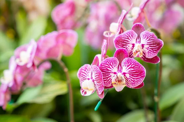Schöne Rosa Blühende Orchideenblüten Makro — Stockfoto